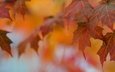 листья, макро, осень, клен