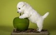 белый, собака, щенок, яблоко, терьер, вест-хайленд-уайт-терьер, white terriers