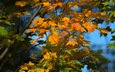 небо, дерево, листья, осень