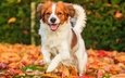 листья, настроение, осень, собака, радость, коикерхондье