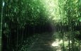 природа, бамбук, заросли, 3д