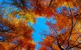 небо, деревья, листья, осень