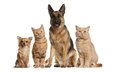 собака, белый фон, кошки, дружба, компания, маленькая, друзья, собачка, овчарка, немецкая, рыжие