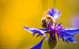 макро, насекомое, цветок, пчела, василек