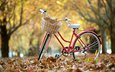 парк, осень, велосипед