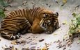 тигр, полоски, сон, лежит, хищник, отдых, дикая кошка