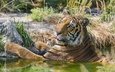тигр, кошка, купание, язык, ©tambako the jaguar