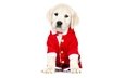 новый год, красный, собака, щенок, белый фон, костюм, одежда, рождество, ретривер, нарядный
