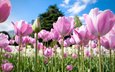 цветы, природа, бутоны, весна, тюльпаны, розовые, много