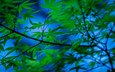 дерево, листья, ветки, японский клен