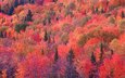 деревья, лес, склон, осень, багрянец