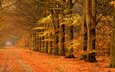 дорога, деревья, пейзаж, осень