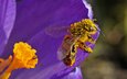 насекомое, цветок, лепестки, пчела, пыльца