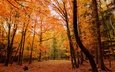 деревья, природа, лес, осень
