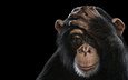 фон, обезьяна, шимпанзе, chimpanzee, брэд уилсон