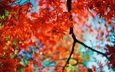 цвета, листья, ветки, осень, красные, размытость, кленовый лист
