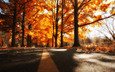 дорога, деревья, осень