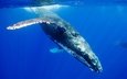 океан, кит, подводный мир, млекопитающее