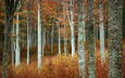 деревья, природа, лес, осень