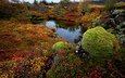 деревья, озеро, камни, мох, исландия, national park thingvellir