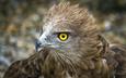 орел, птица, клюв, перья, беркут, перышки, желтые глаза, yellow eye, птаха