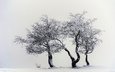 деревья, снег, природа, зима