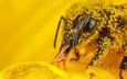 макро, насекомое, пчелы, пчела, пыльца, hymenoptera