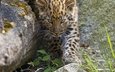 трава, камни, кошка, котенок, леопард, детеныш, амурский, ©tambako the jaguar