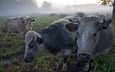 утро, туман, коровы