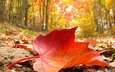 деревья, природа, лес, осень, лист