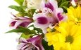цветы, букет, хризантемы, альстромерия