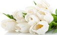 цветы, лепестки, красавица, букет, тюльпаны, нежные, белая, тульпаны,  цветы