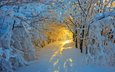 деревья, солнце, зима, тунель