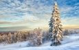 облака, снег, зима, пейзаж, елки