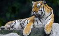 тигр, хищник, отдых