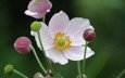белые лепестки, anemone hupehensis, японский анемон