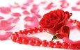 цветок, роза, лепестки, сердечко, сердце, бусы, украшение, valentines day, bead