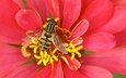 цветок, пчела, опыление, цветком