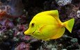 животное, жёлтая, рыба, подводный мир