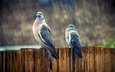 птицы, дождь, голуби