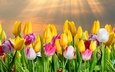 небо, цветы, природа, поле, лучи солнца, тюльпаны, праздник, 8 марта, аромат, международный женский день