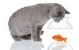 вода, отражение, кот, серый, белый фон, животное, любопытство, аквариум, рыбка