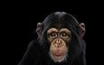 фон, взгляд, обезьяна, шимпанзе, chimpanzee