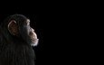фон, взгляд, профиль, черный фон, обезьяна, примат, шимпанзе, chimpanzee