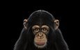 фон, взгляд, обезьяна, шимпанзе, chimpanzee