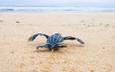 море, песок, черепаха, breeding