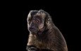 фон, взгляд, черный фон, обезьяна, примат, capuchin monkey, капуцин