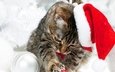 снег, кот, коты, шапка, котята, рождество, елочная