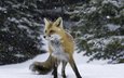 снег, лес, зима, рыжая, лиса, лисица, лис