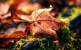 природа, макро, осень, обработка, лист, fading away